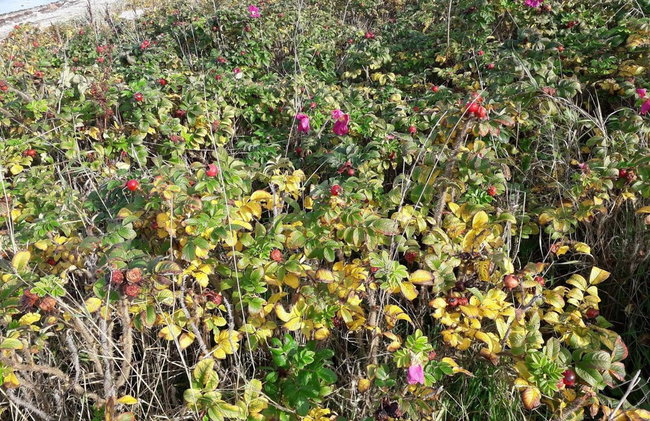 Luxury Retreat With Pool - By Traum Ferienwohnungen - Foto 11