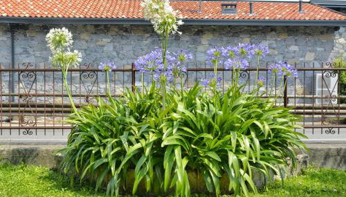 Casa Giardino fiorito - Foto 3