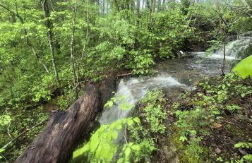 Magical Tree House Rental Nestled in the Woods on Farm Retreat near St. Louis, Missouri - Foto 28