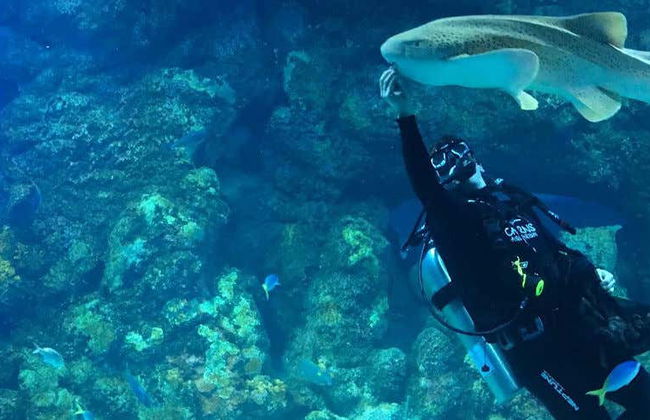 Entrada al Acuario de Cairns - Foto 1
