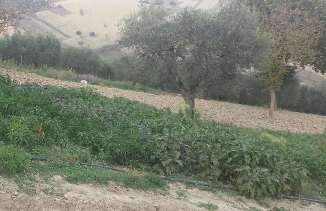 Agriturismo La fortezza - Photo 46