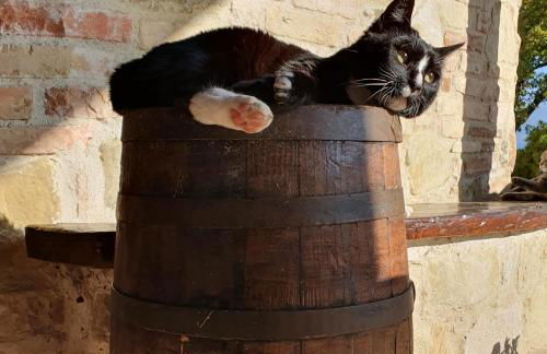 Agriturismo Il Vecchio Mandorlo - Foto 48