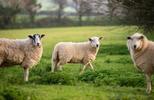 Threshing Barn at East Trenean Farm -Stunning Cornish Cottage sleeping 6 with hot tub, private garden, rural views and EV facilities - Foto 32