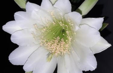 Suítes flor de Mandacaru - Foto 27