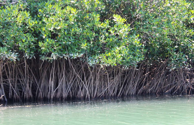 Escursione alla Laguna di Manialtepec - Foto 2