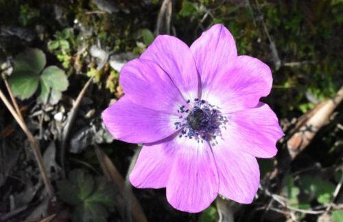 Ovrios Stone House Pelion - Foto 49