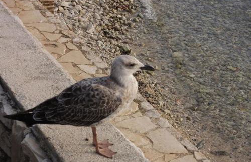 Holiday Home Lavanda 1 by Interhome - Foto 31