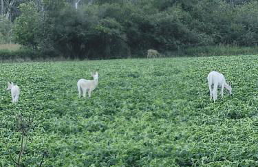 The Starlight Tower Manor, River, Arcades, Observatory, Theater - Foto 52