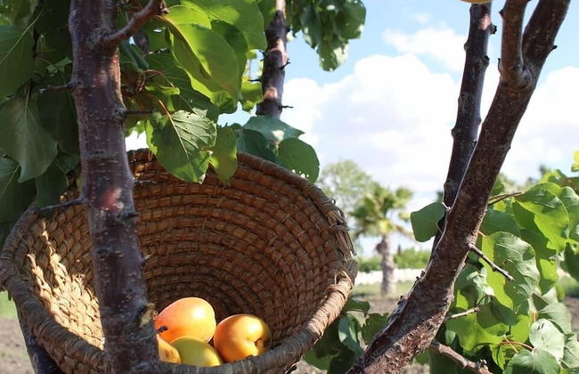Agriturismo Masseria Cannella - Foto 13