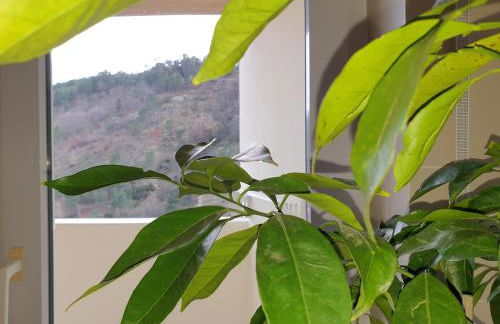 Altavista Penthouse T2 - Foto 9