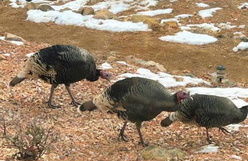 Mountain Cabin Retreat in the Pines - Foto 43