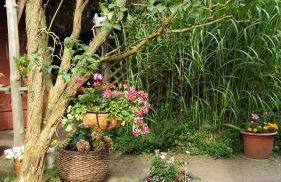 Romantikgarten - Foto 21