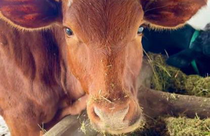 Flat Hotel Fazenda Monte Castelo Gravatá Bezerros - Foto 33