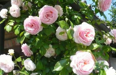 Agriturismo Relais "il Bricco" - Foto 121