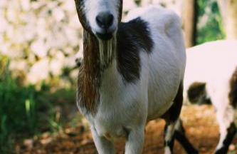 Casa Oliva - Casa da Serra - Foto 53