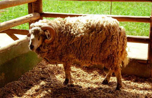 Hotel Fazenda Vale Amanhecer - Photo 32