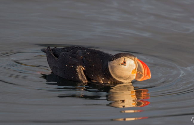 Hafnir Apartments - Foto 33