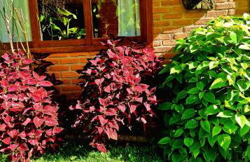 Pousada Sitio Gan Eden - Foto 61