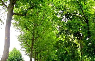 STUDIOS La Varenne Saint Maur entre PARIS ET DISNEYLAND - Foto 22