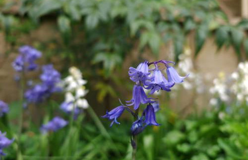 Wishbone Cottage In The Cotswolds - Foto 15