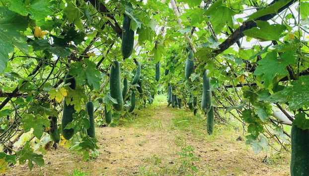 Facciata della struttura