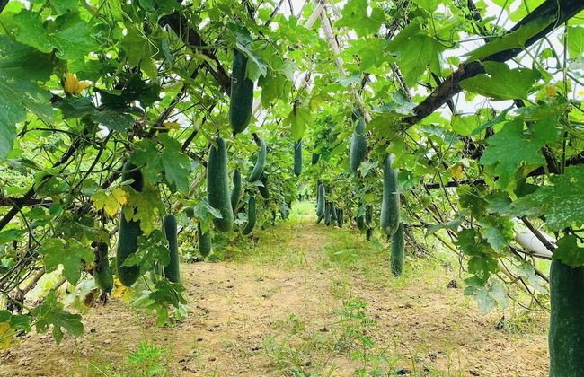 Thanh Chiem Village - Foto 2