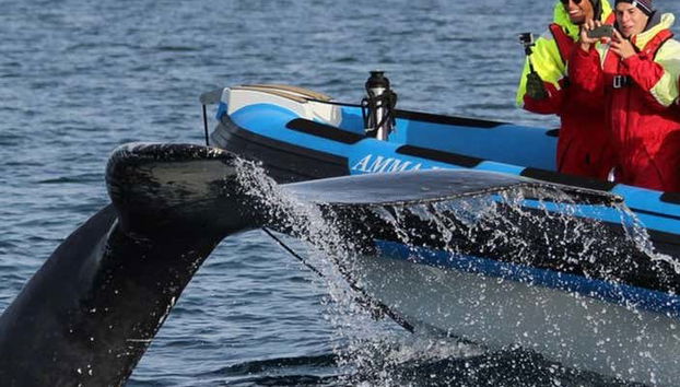 Whale Watching by Speedboat - Foto 2