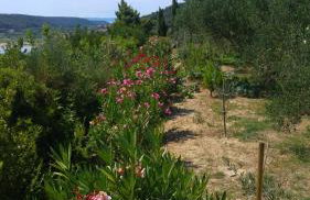 Apartment AMMIRARE Rab - Foto 6