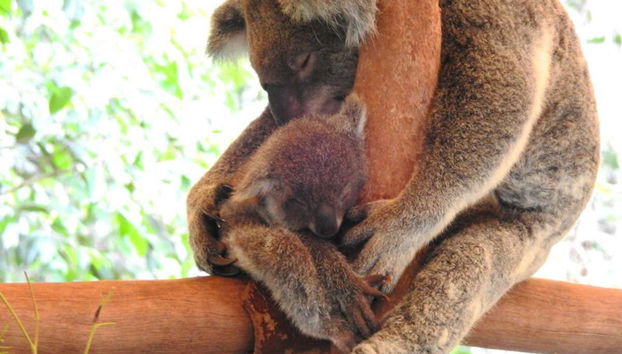 Un koala et son enfant