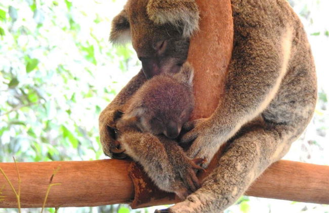Excursion au parc Hartley's Crocodile Adventures - Photo 2