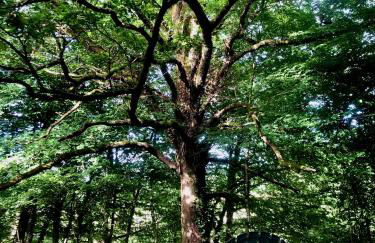 Le Gîte du Lotus Corrézien - Foto 18