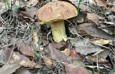 FINCA LA LISERILLA - Foto 36