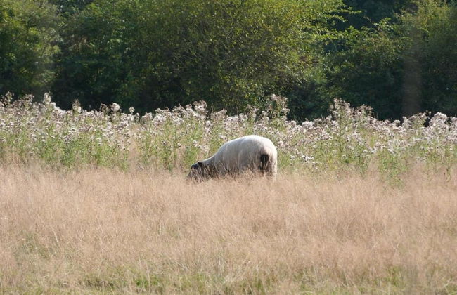 Golden Light Cottage Escape - Foto 29