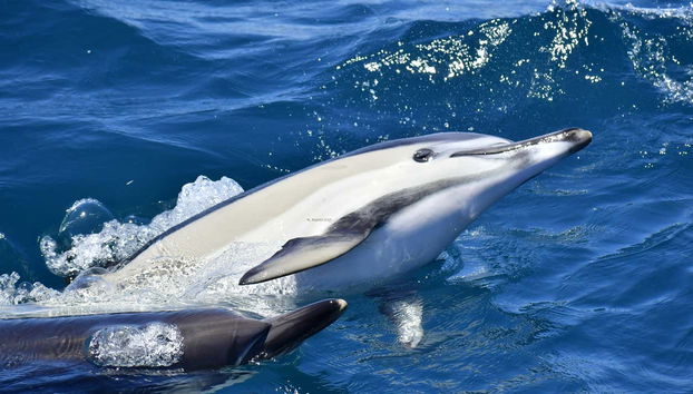 Billet pour le téléphérique de Gibraltar + Observation de dauphins - Photo 5, Dauphin nageant près du bateau