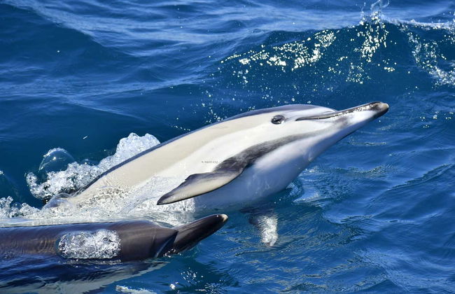 Gibraltar Cable Car Ticket + Dolphin Watching - Photo 5