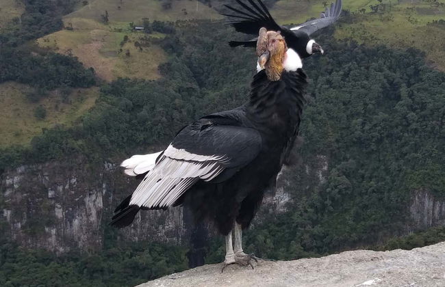 Excursão ao Parque Nacional Puracé + Avistamento do condor andino - Foto 6