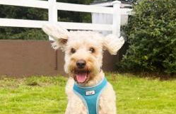 Red Robin Cottage - Foto 21