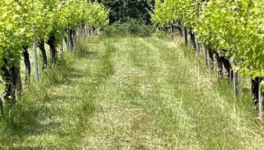 Domaine Le Nourrissat - Foto 2