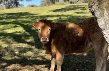 Mentha Nature Space Jabugo - Foto 27