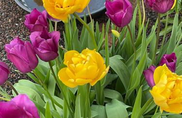 Ferienwohnung am Pferdemarkt - Foto 21