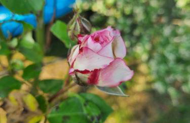 Apartman Goran - 130m Radiochirurgia - Foto 64