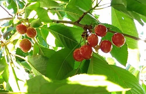 Summer-house OASIS on quiet street in ROCKRIDGE - Photo 15