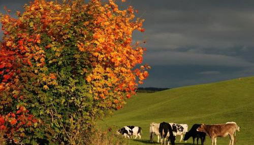 Bel Fiore - Monolocale - Foto 5