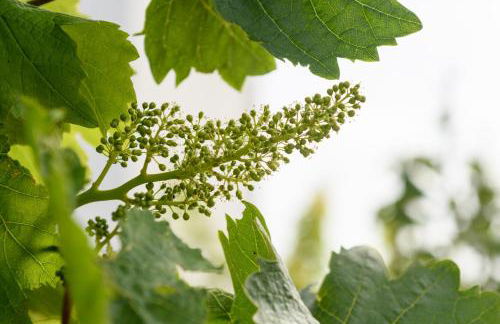 Kimolos Houses - Photo 65