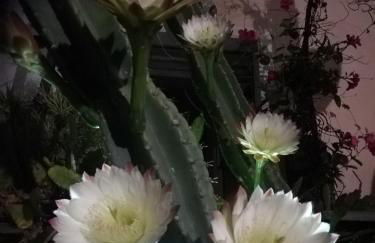 Monolocale con giardino e parcheggio privato CITRA zero zero ottanta trentuno LT 0281 - Photo 24