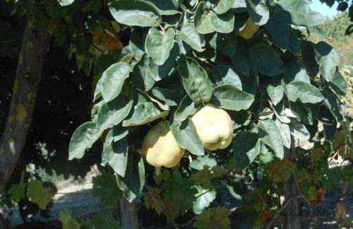 Agriturismo Collomici - Foto 73