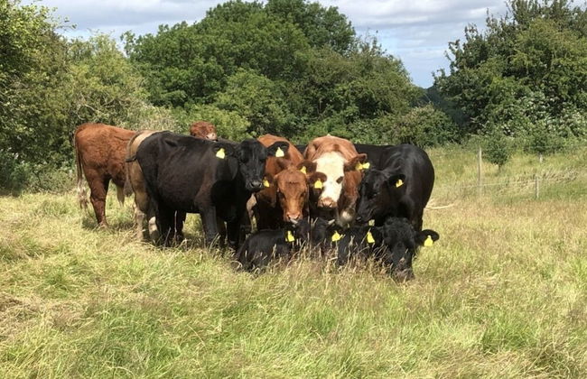 Beautiful 3 Bedroomed Cotswolds Farmhouse - Photo 40