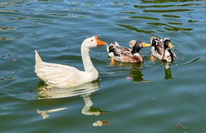 El Majuelo 2 - Foto 11