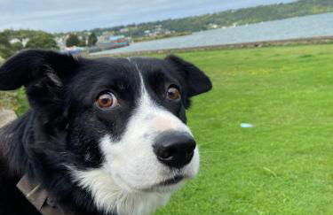 Pen llyn holiday cottages and caravan - Foto 17