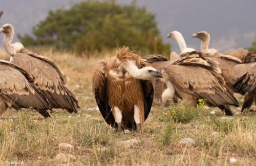 Allotjament Rural Solsona - Photo 54